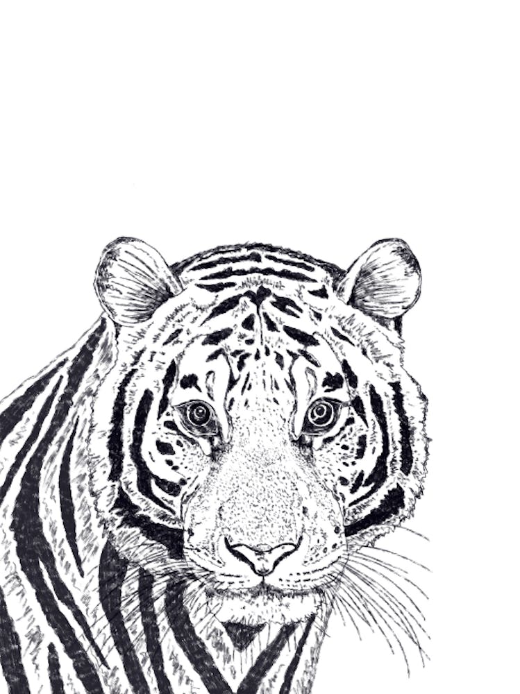 Tiger Drawing