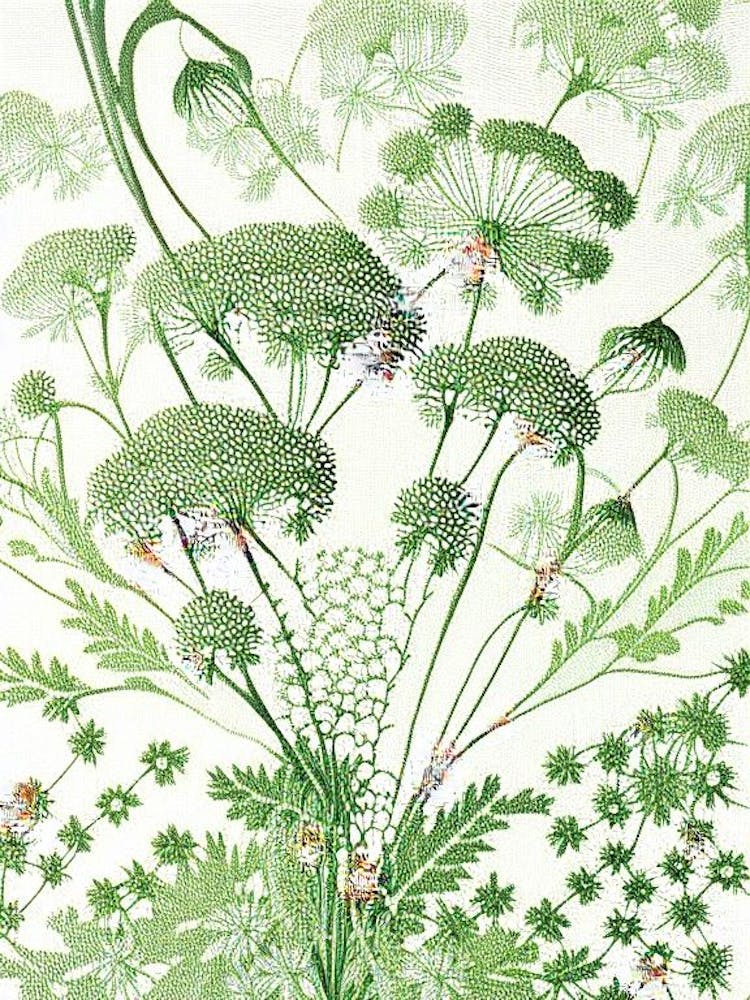 Queen Anne'S Lace 2 Flower