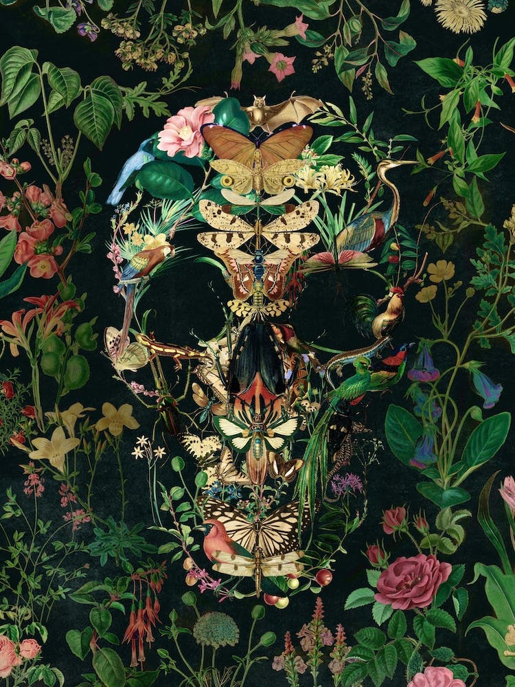 Papillon Skull