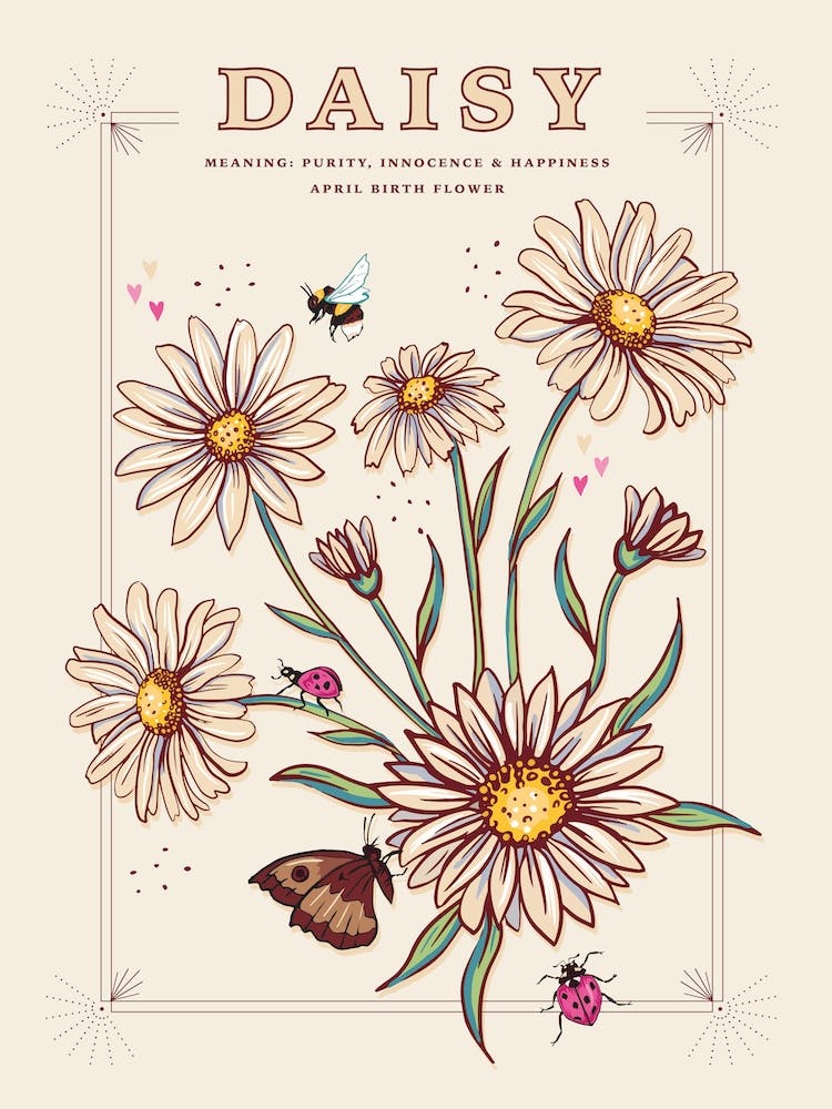 April Birth Flower Daisy On Cream