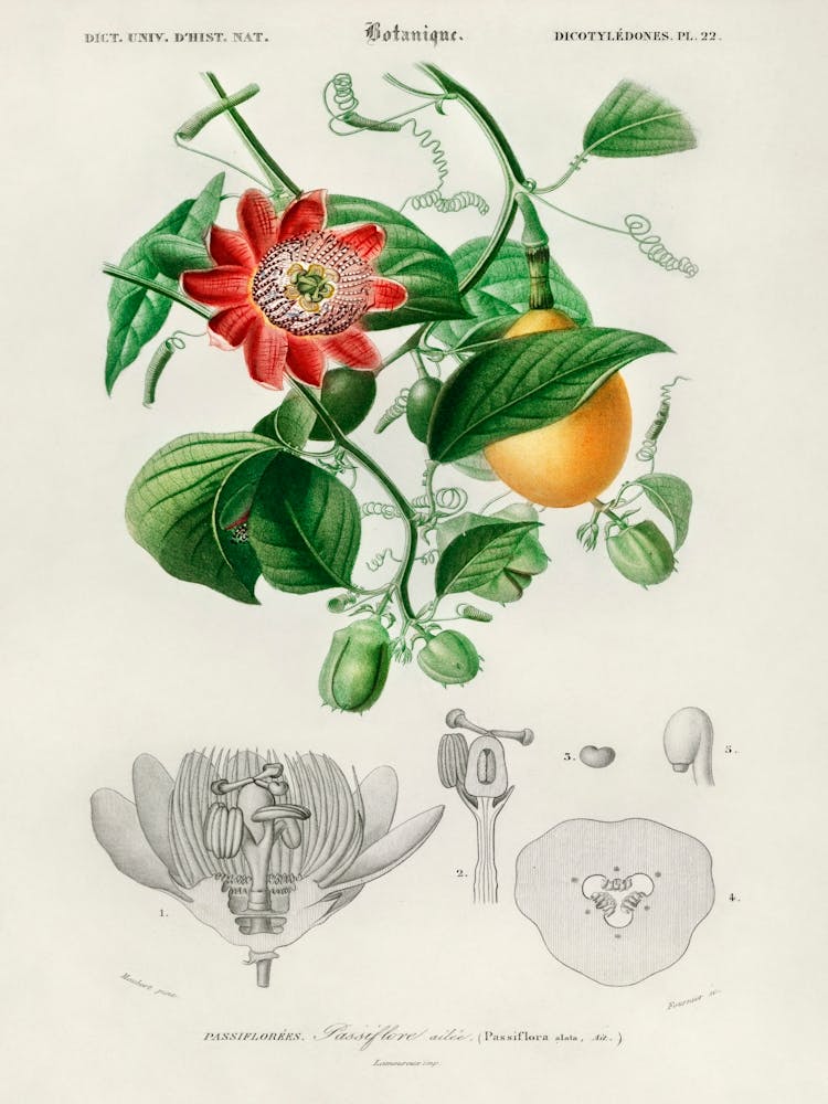 Passiflore Ailee, Charles Dessalines D' Orbigny