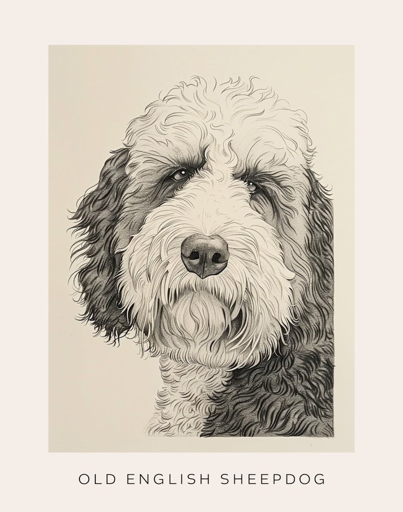 Old English Sheepdog Line Sketch 4 Poster