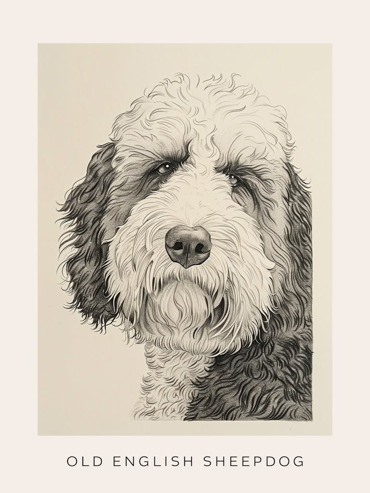 Old English Sheepdog Line Sketch 4 Poster