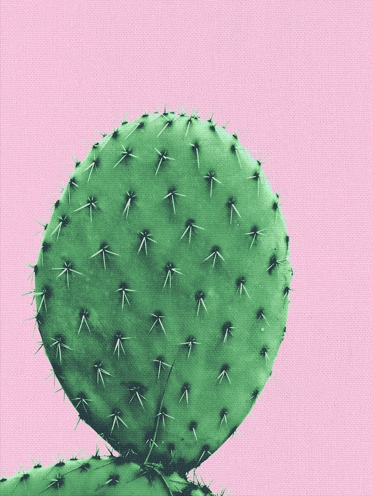 Cactus With Pink