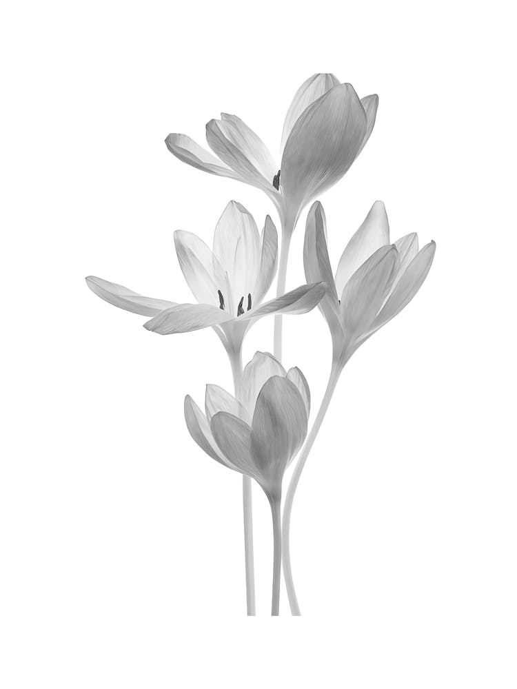 Crocus