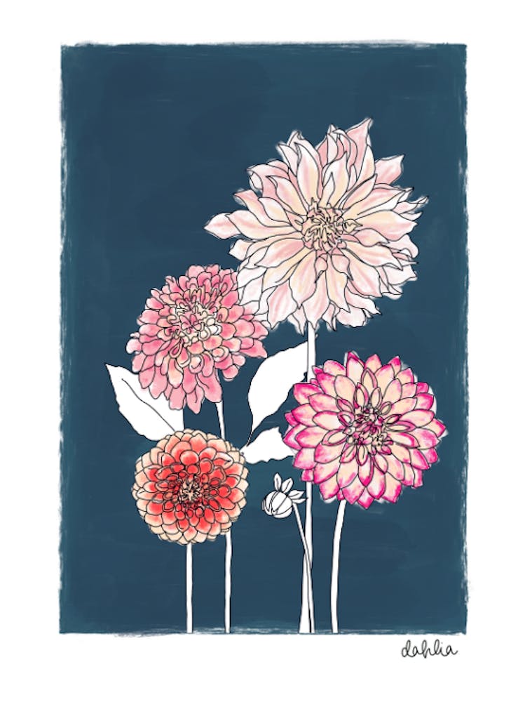 Dahlias