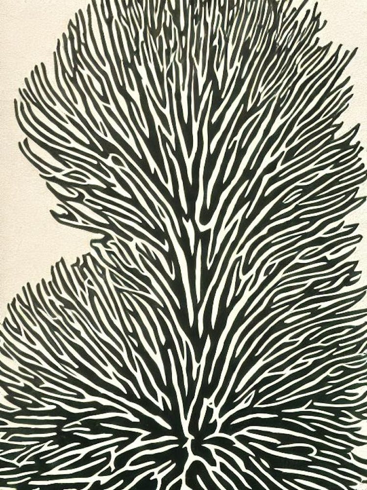 Acropora Muricata Linocut