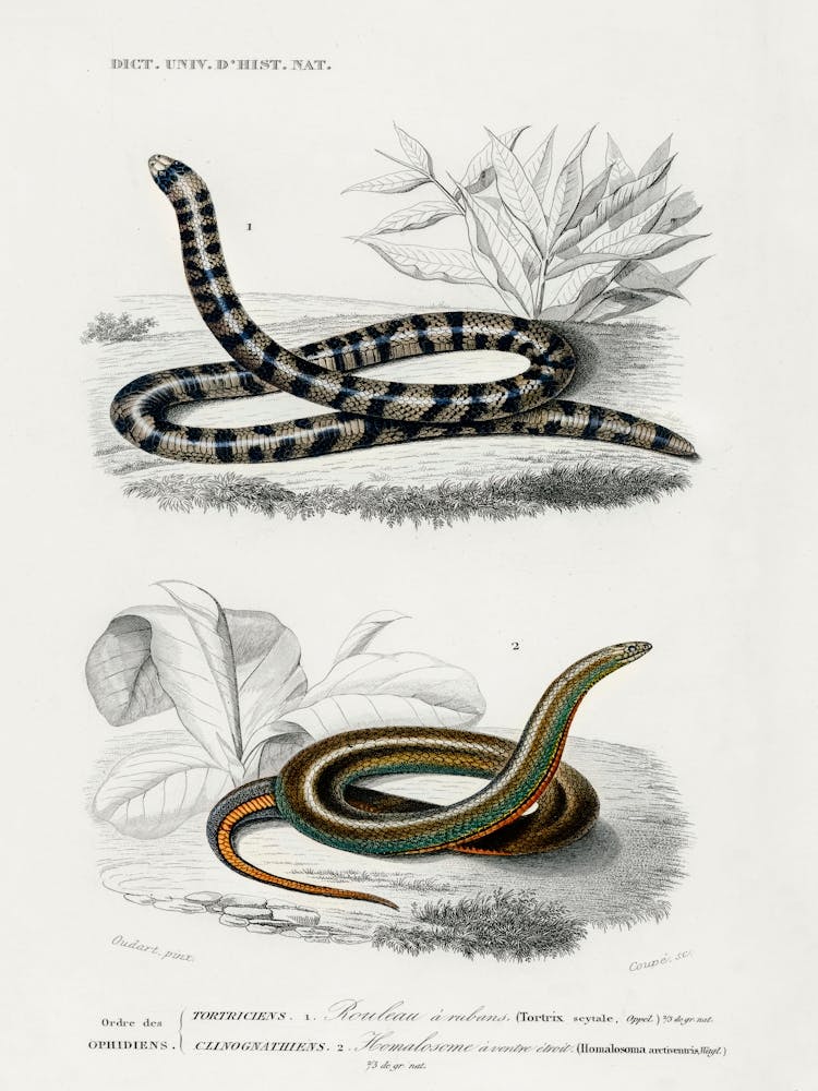 Anilius And Slug Eater, Charles Dessalines D'Orbigny