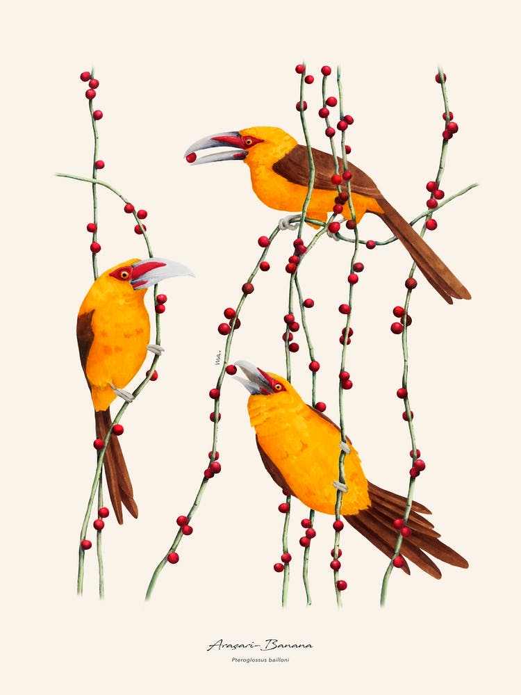 Araçari Banana Poster