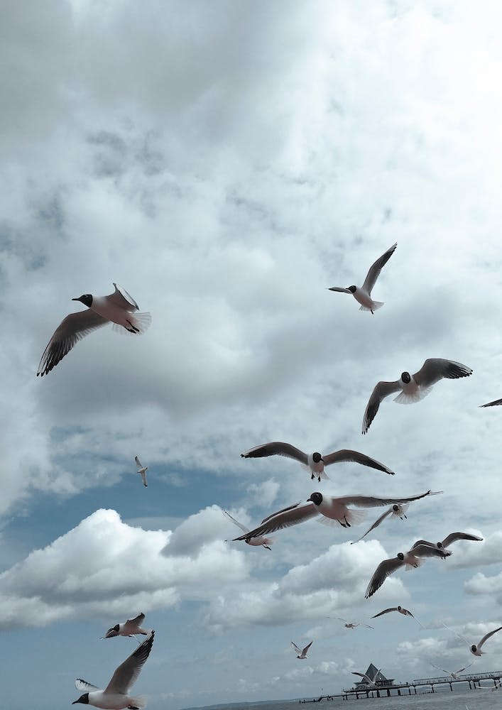 Sea Side Gulls