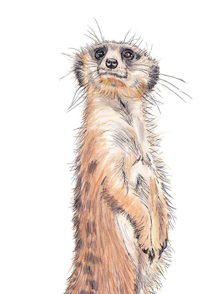 Meerkat