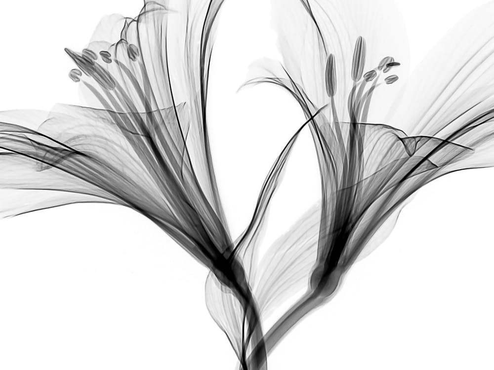 Black And White Lily