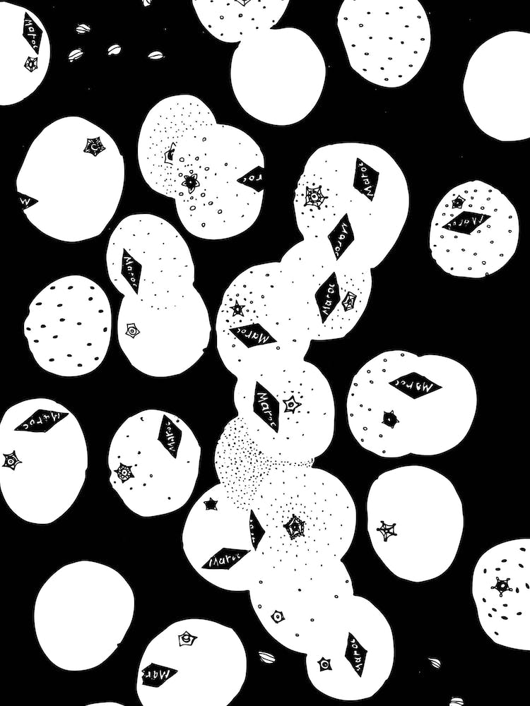 Tangerines From Morocco