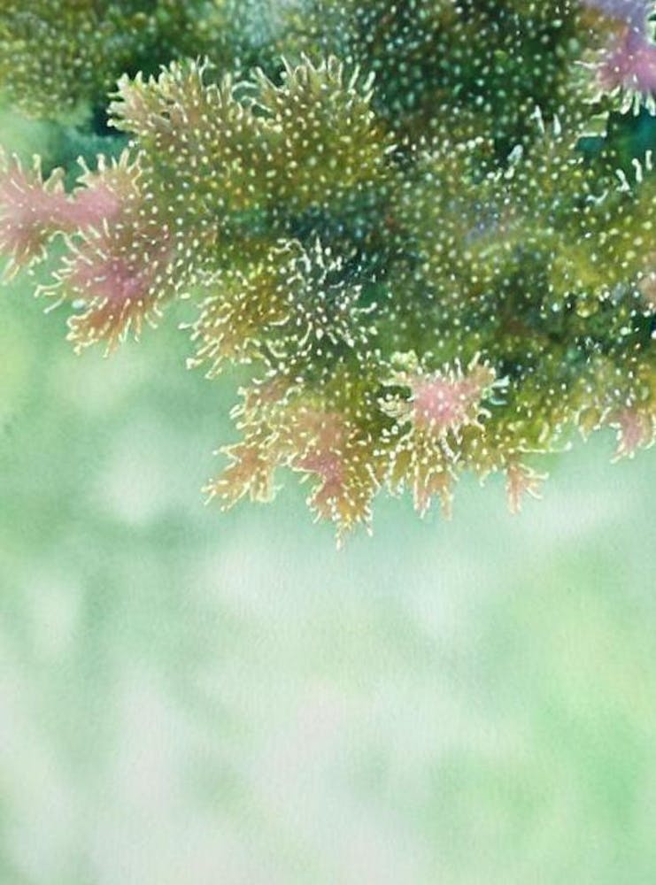 Acropora Millepora V Storybook Watercolour