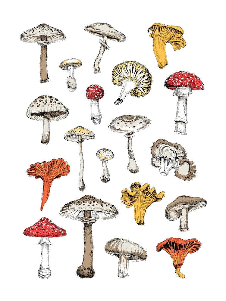 Funghi