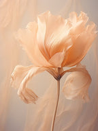 Boho Dried Flowers Tulip 4