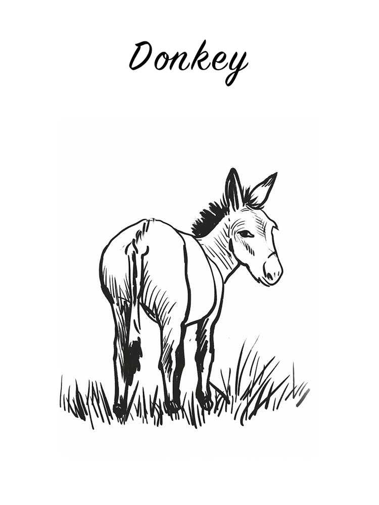 B&amp;W Donkey Poster