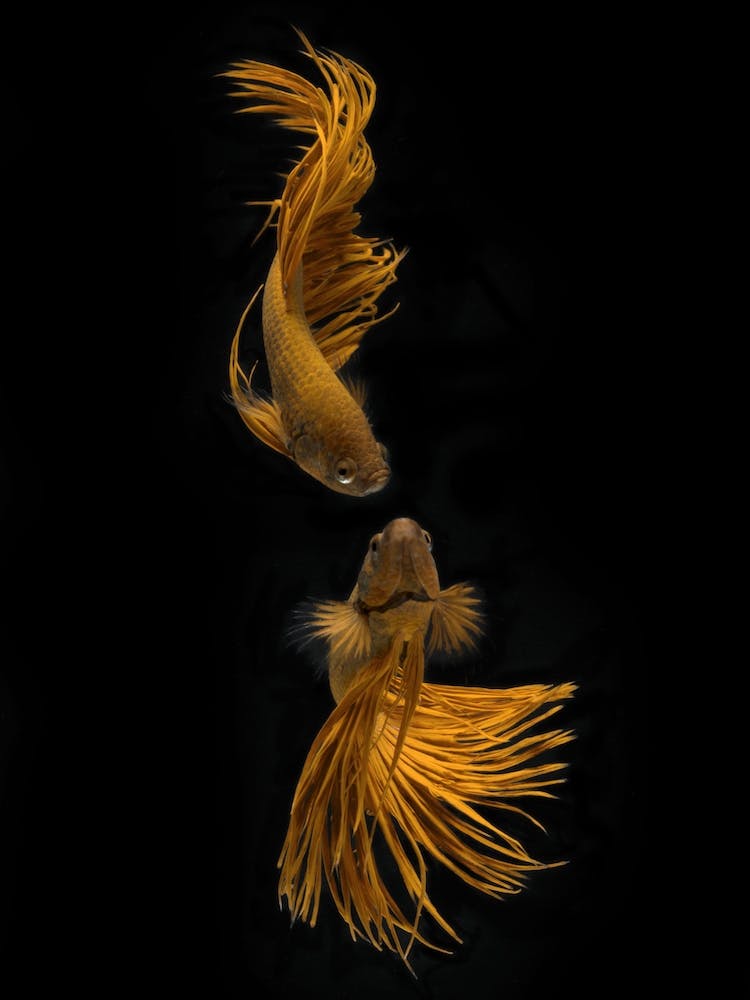 Love Story Of The Golden Fish