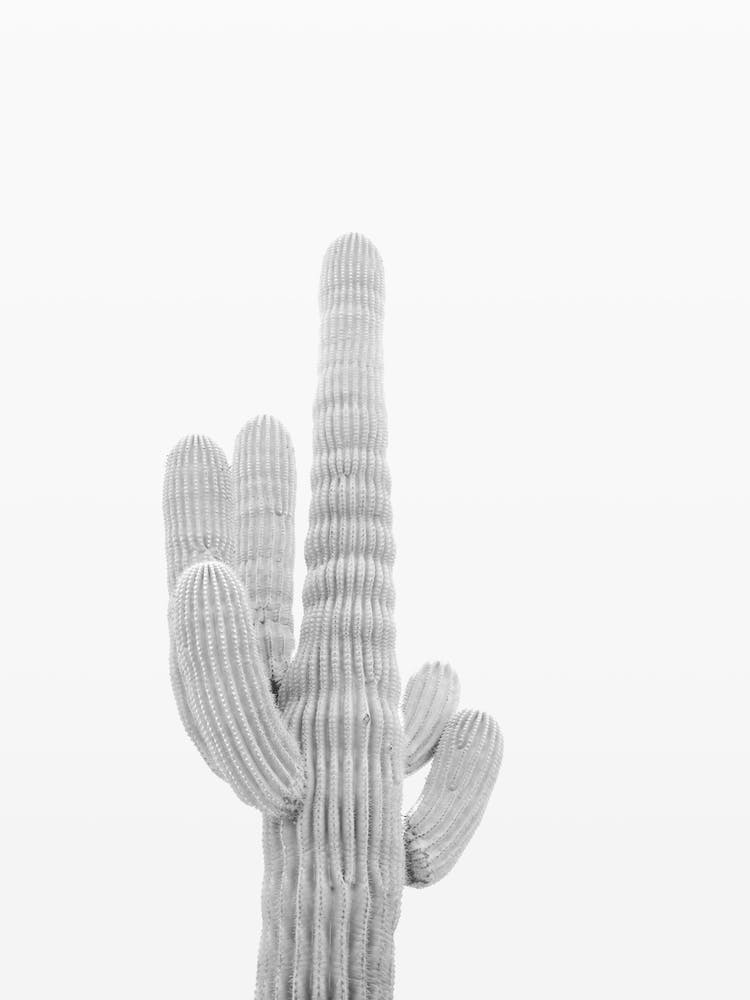 Modern Saguaro