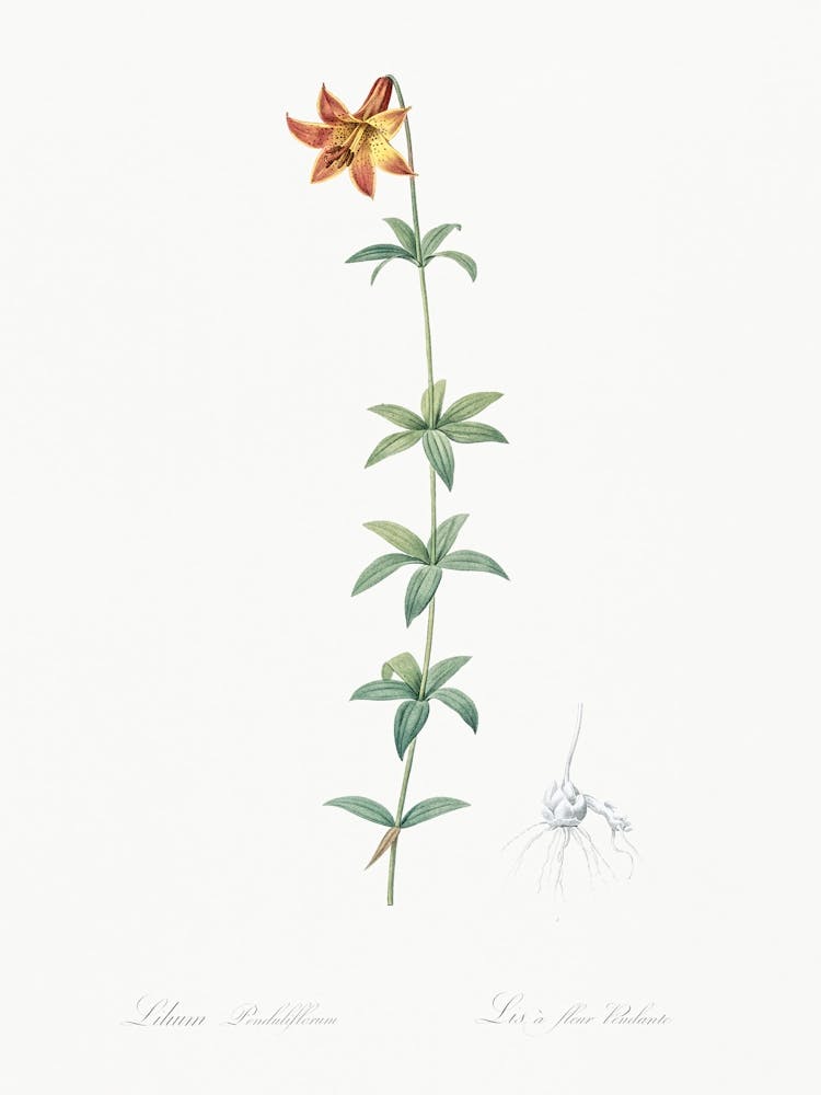 Lilium Penduliflorum Illustration From Les Liliacées (1805), Pierre Joseph Redoute