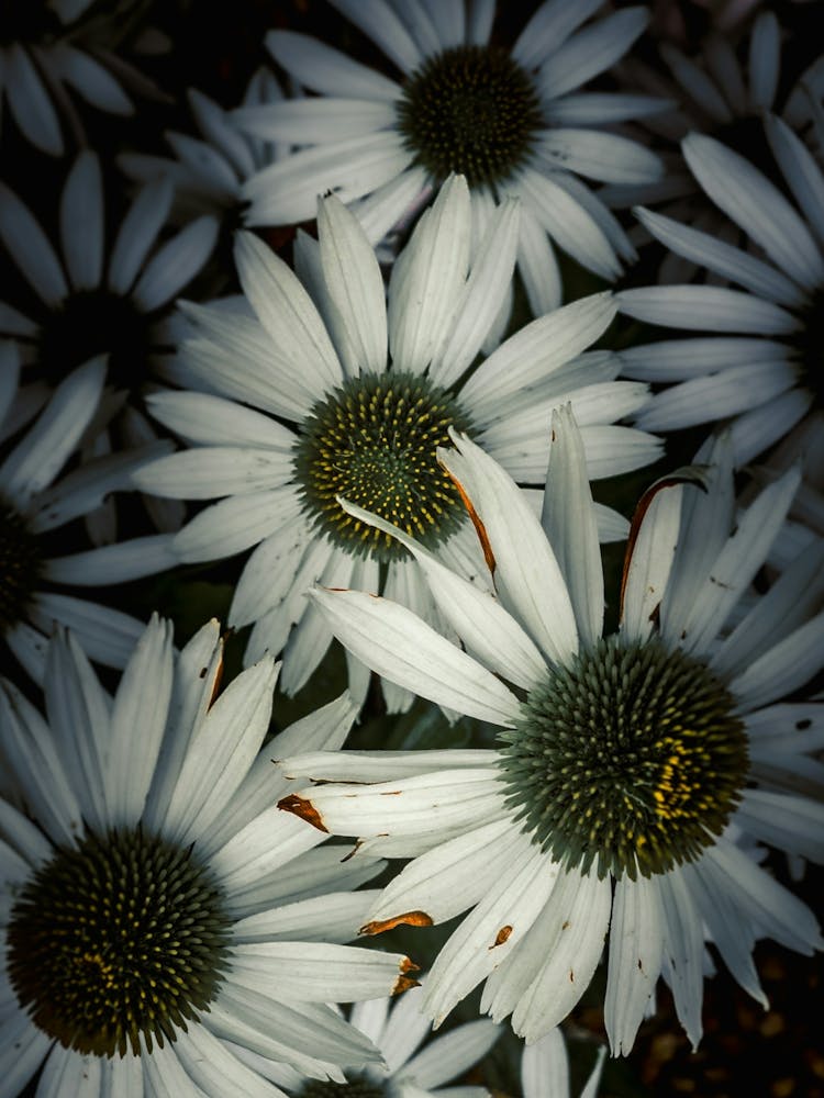 White Daisies