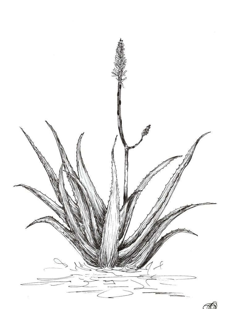 Black and White Aloe with One Flower