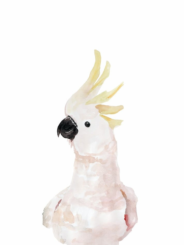 Skandi Cockatoo