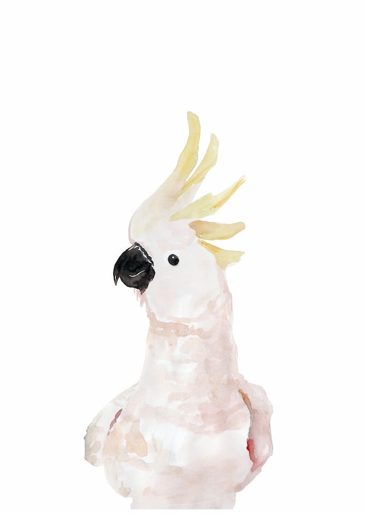 Skandi Cockatoo
