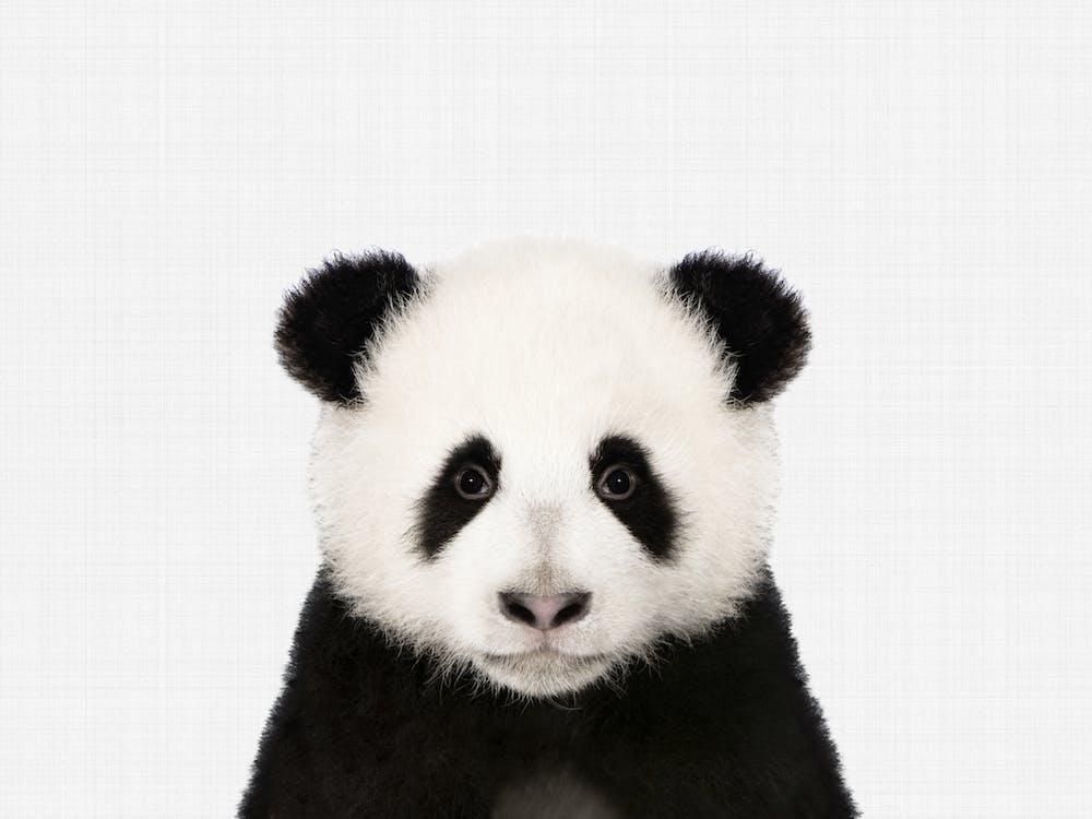 Panda I