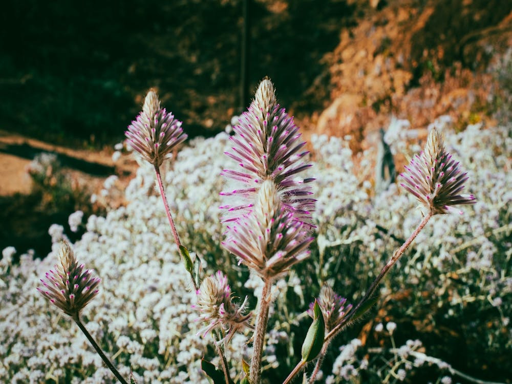 Wildflowers