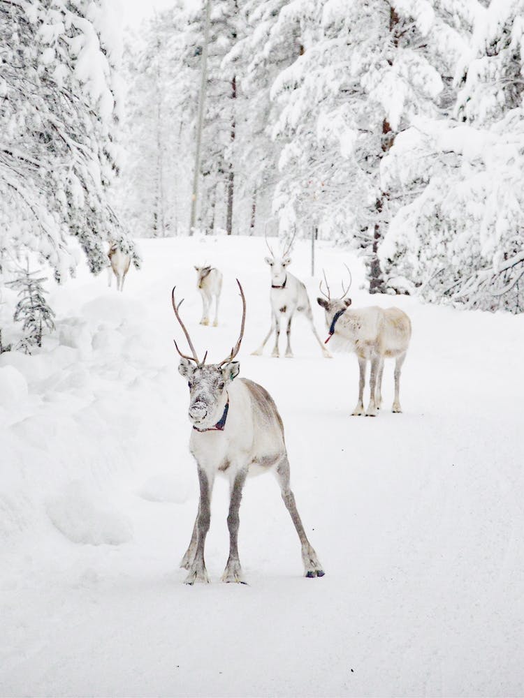 Snowy Reindeer Scenery