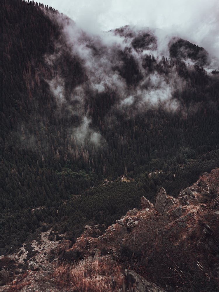 Trees And Clouds