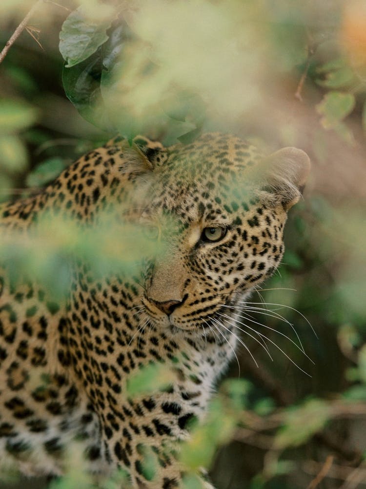 Leopard In The Bush Kenya 