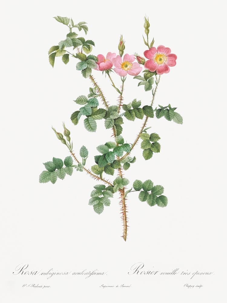 Prickly Sweet Briar Rose, Pierre Joseph Redoute