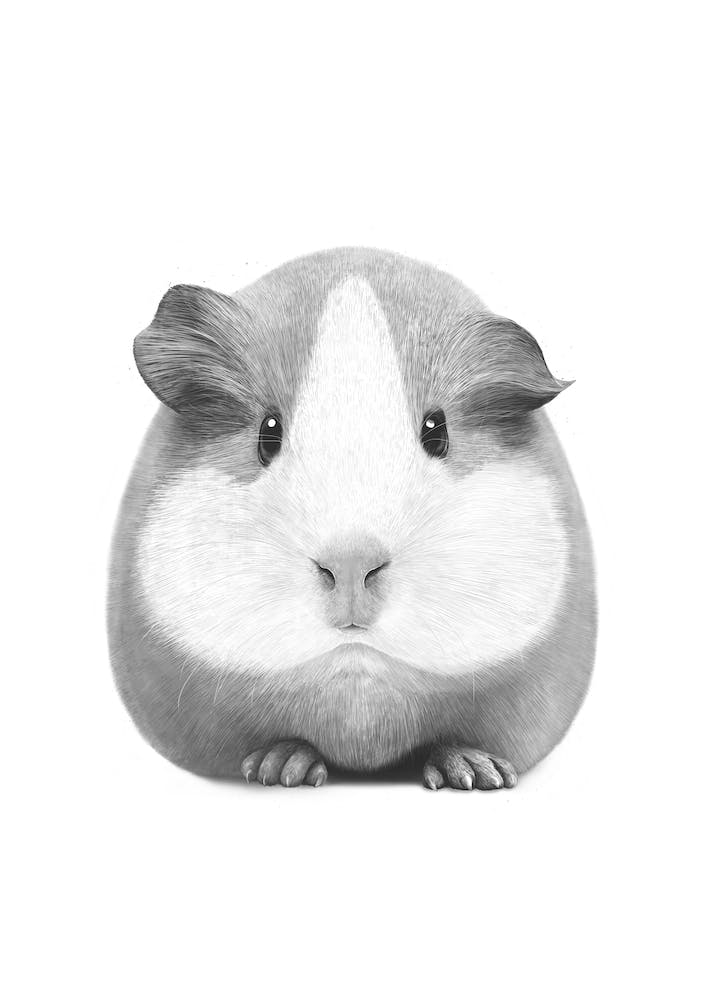 Meerschweinchen-Mädchen