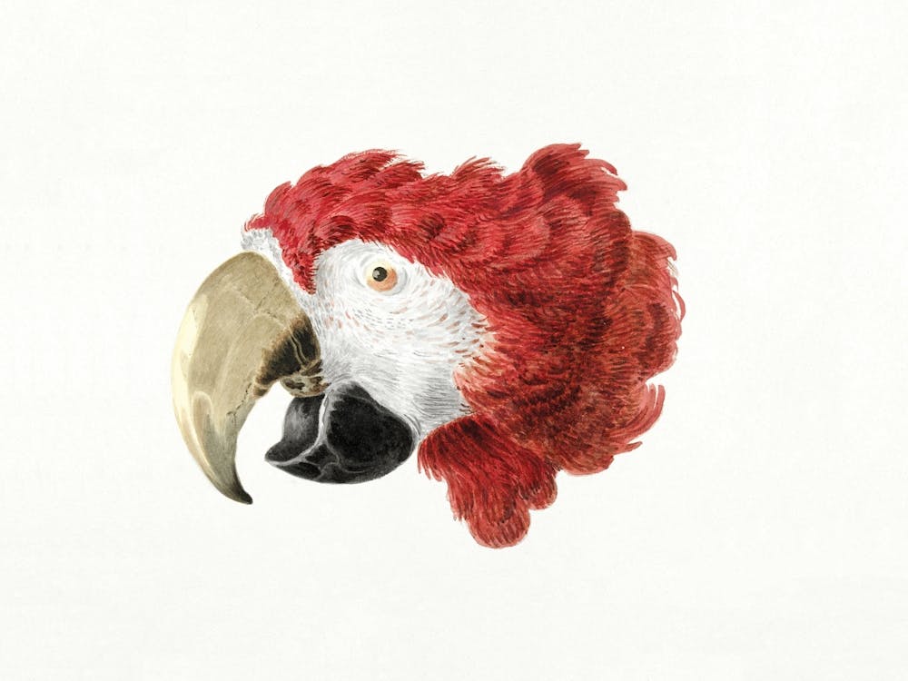 Red Parrot Vintage Bird_2835695