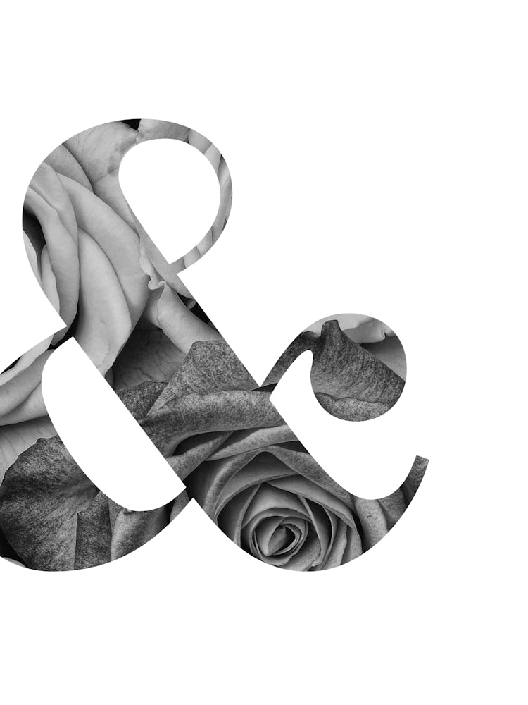 Ampersand Roses