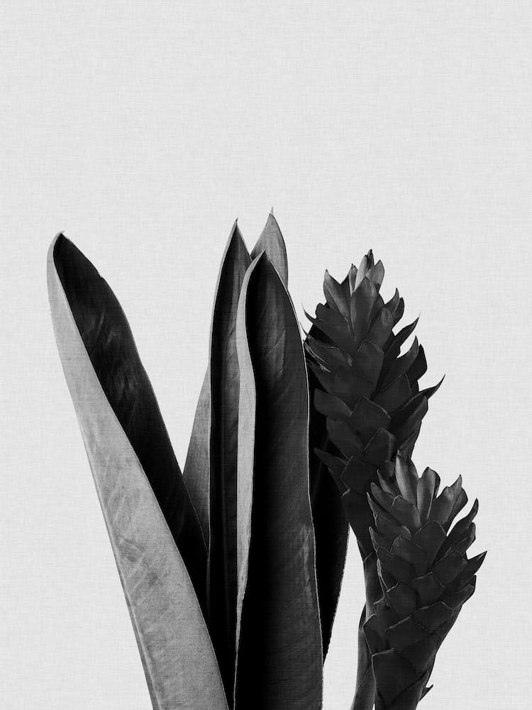 Flower Black & White