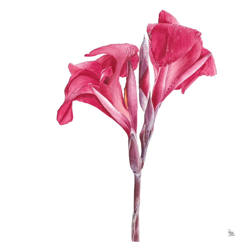 Red Flower Watercolor Square