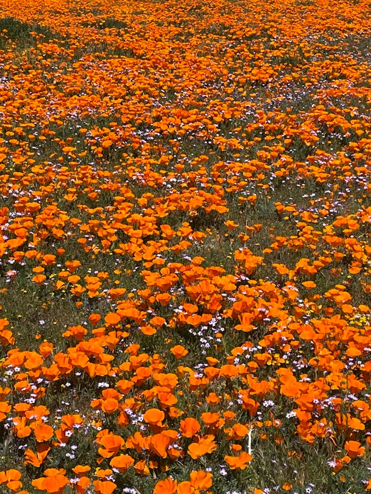 Antelope valley 1