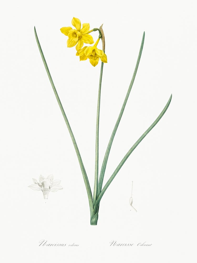 Narcissus Odorus Illustration, Pierre Joseph Redoute