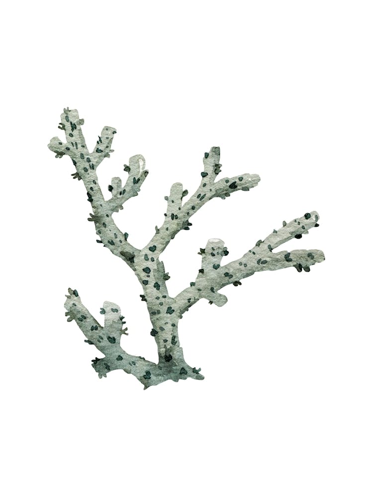 Coral Branch