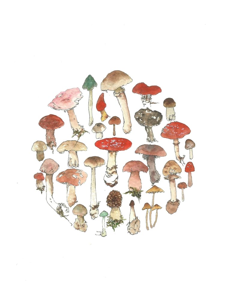 Toadstool Wheel