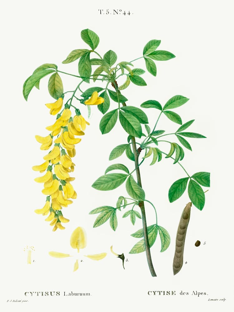 Common Laburnum, Pierre Joseph Redoute