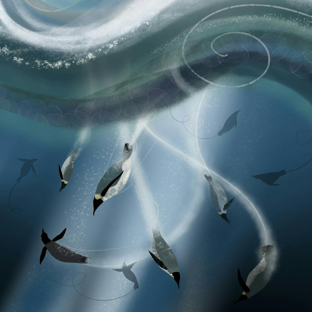 Arctic Penguins In The Ocean Animal