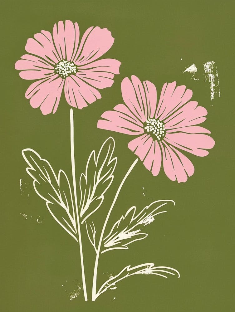 Pink & Green Cineraria 2