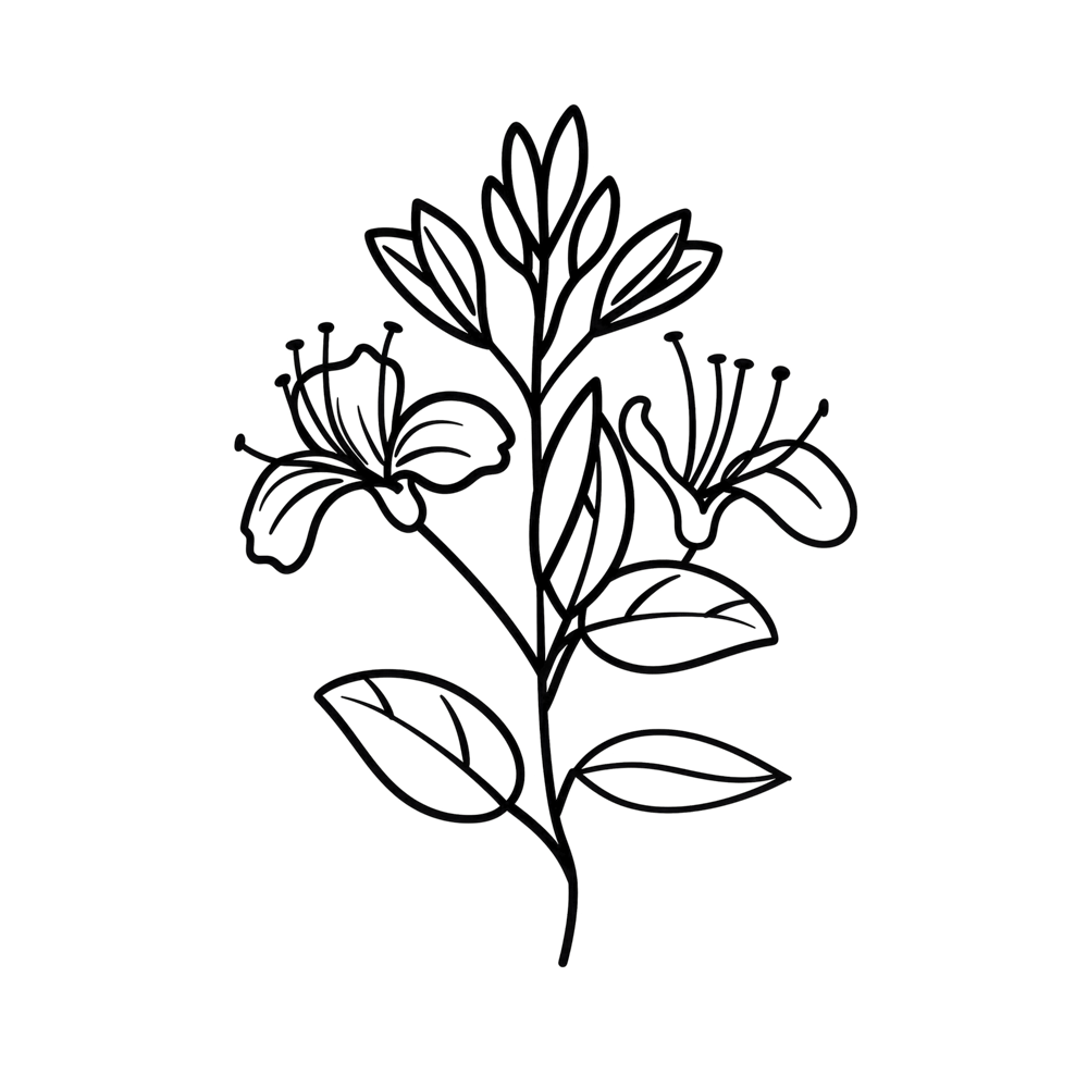 Honeysuckle June Birth Month Flower