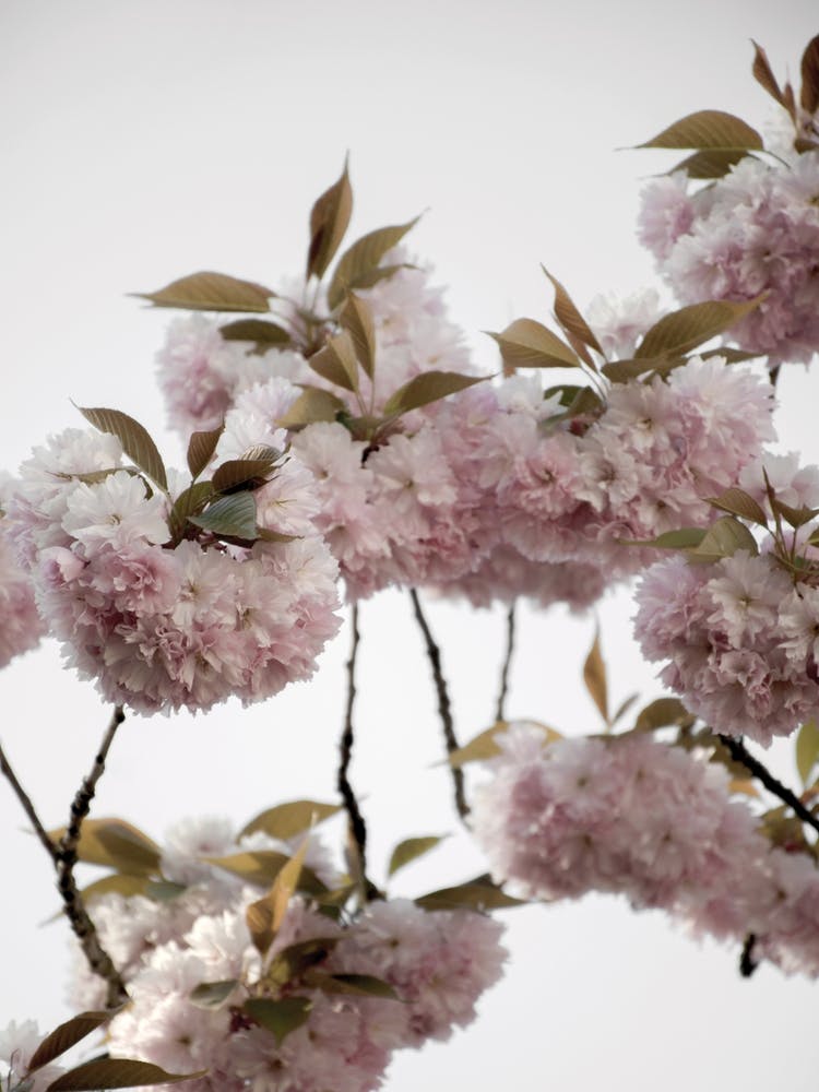 Wolken aus Kirschblüten