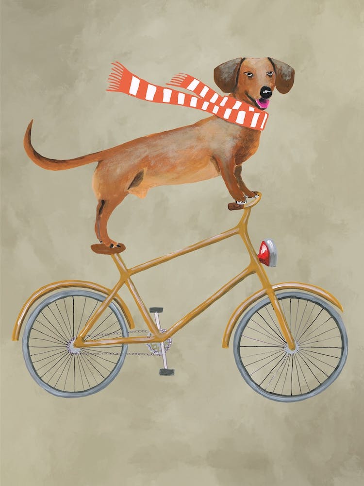 Dachshund On Bicycle With Sjawl