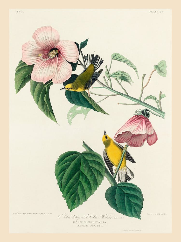Blauflügeliges Gelbkehlchen, Birds Of America, John James Audubon